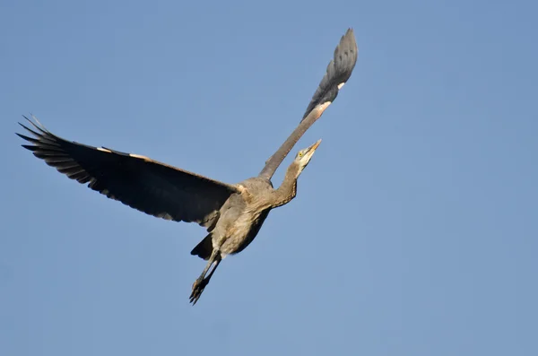 Grote blauwe reiger vliegend in een blauwe lucht — Stockfoto