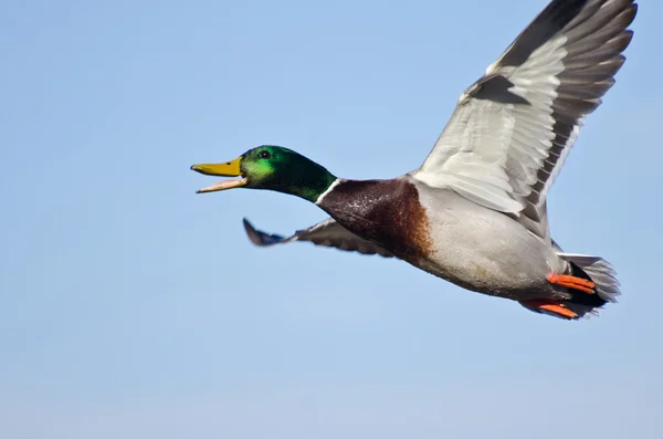 Anatra selvatica maschio volando in un cielo blu — Zdjęcie stockowe