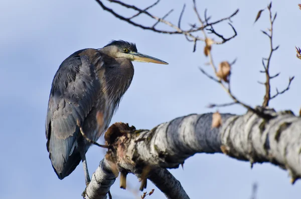 Great Blue Heron Perched in a Tree — Stock Photo, Image