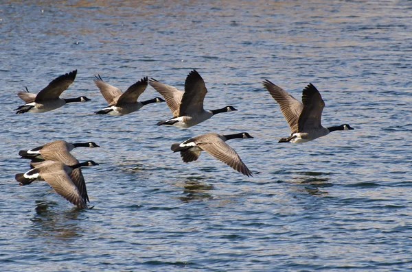 Bernaches du Canada survolant l'eau — Photo