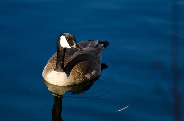 Canada goose koupání v modré vodě — Stock fotografie