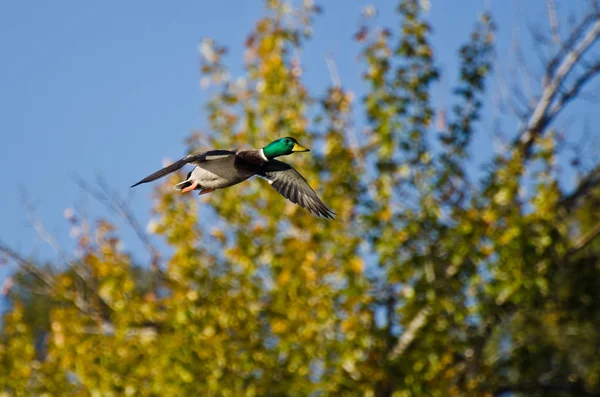 Male Mallard Duck Flying in Autumn — Stock Photo, Image
