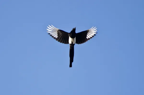 Black-Billed Magpie voando em um céu azul — Fotografia de Stock