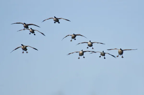 Manada de gansos canadienses que descienden para aterrizar — Foto de Stock