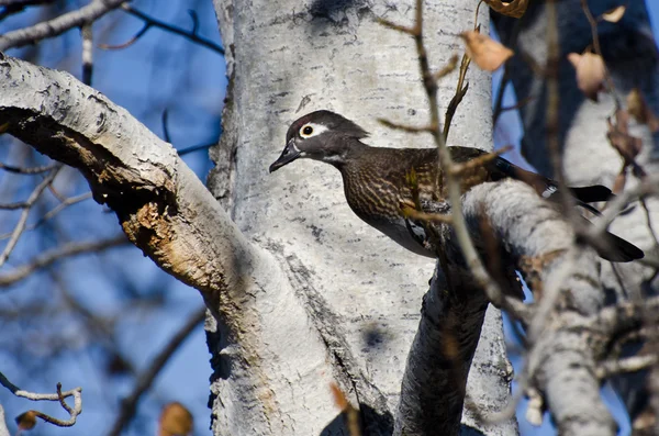 Entenweibchen hockt in einem Baum — Stockfoto