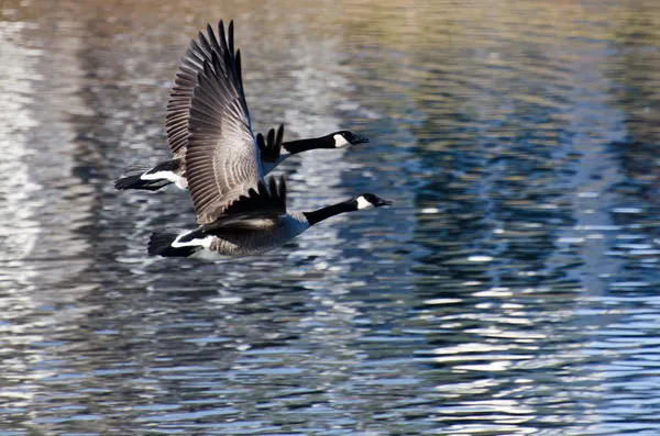 Un par de gansos de Canadá volando sobre el agua — Foto de Stock