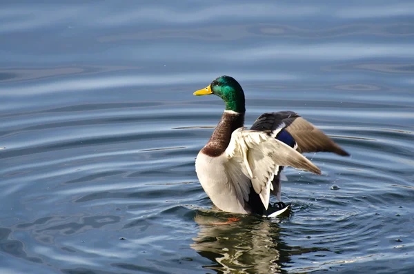 Canard colvert étirant ses ailes — Photo