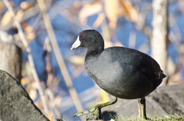 American Coot Walking on Grass clipart