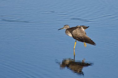 sığ suda yalnız kum kuşu