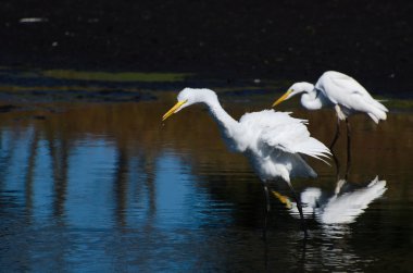 iki güzel sorguçlar için balık avlama