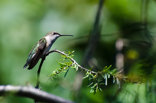 Colibrí Ruby-Gargado Encaramado en una Rama Evergreen — Foto de Stock