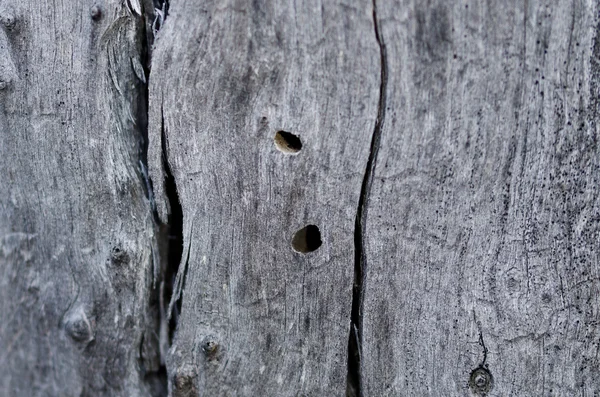 Nature Abstract - Naturally Weathered Wood — Stok Foto