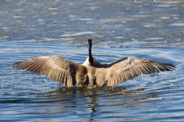 Canada Goose Encountering Ice Flow — Stock Photo, Image