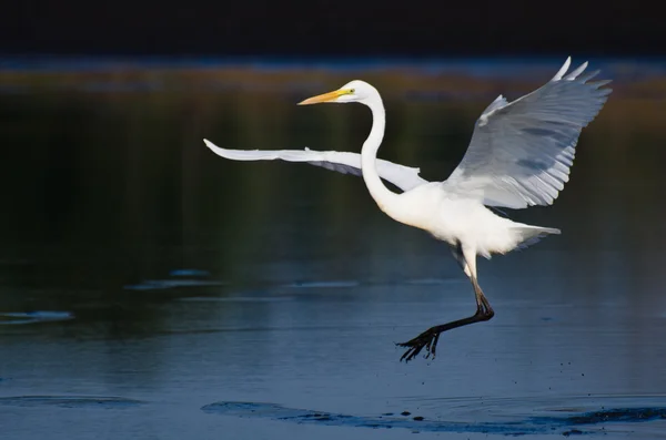 Grande Egret Landing in acque poco profonde — Foto Stock