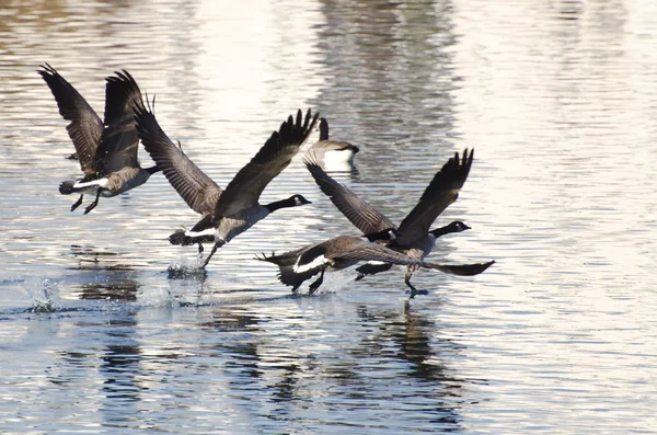 Canadá Gansos voando sobre a água — Fotografia de Stock