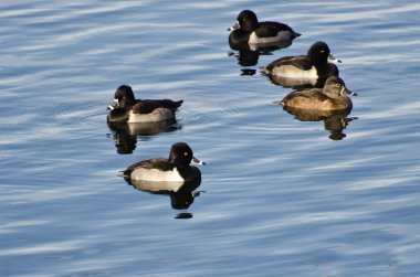 Ring-Necked Ducks Swimming on the Water clipart