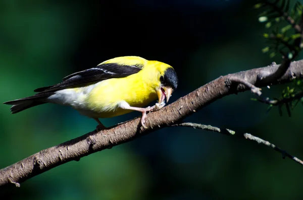 Amerikai goldfinch ült, egy magot enni — Stock Fotó