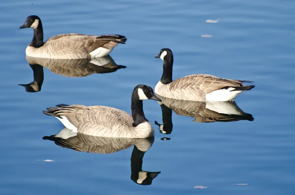 Three Canada Geese Swimming in Autumn Lake — Stock Photo, Image