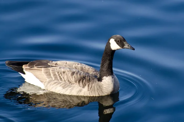 Canadá Goose Natação em Água Azul — Fotografia de Stock