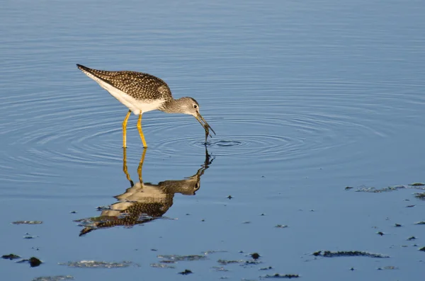 Sandpiper Catching a Fish — Stock Photo, Image