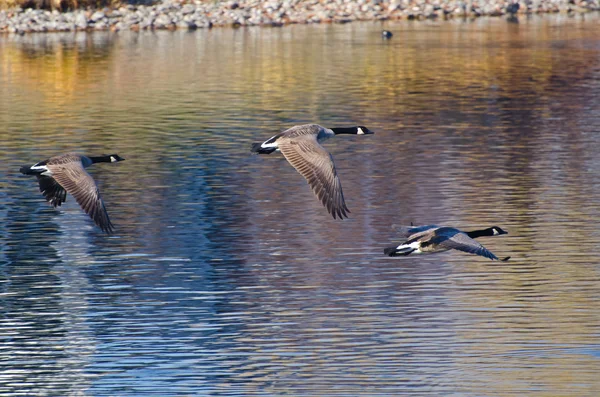 Kanadagäss flyger över vatten under hösten — Stockfoto