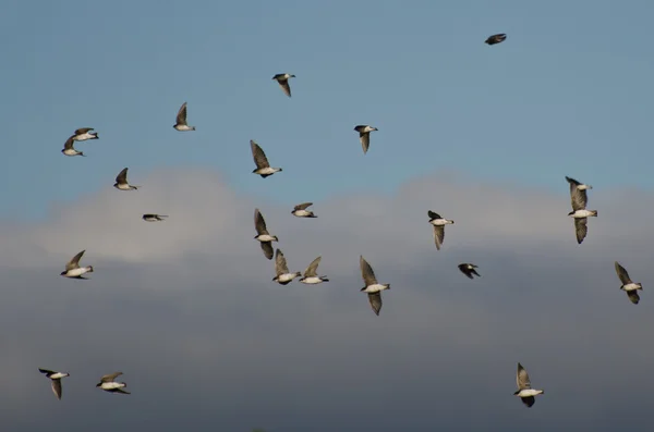 Flock av träd svalor som flyger i molnig himmel — Stockfoto