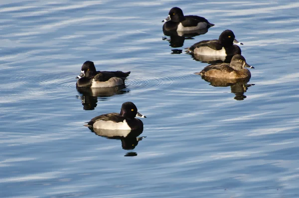 Ring-Necked Ducks Swimming on the Water — Stock Photo, Image
