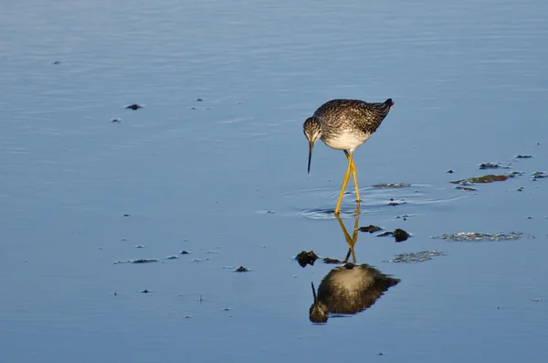 Lone Sandpiper in Shallow Water — Stock Photo, Image