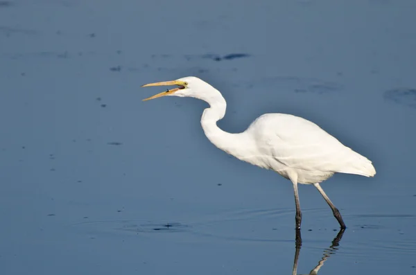 Grande Egret caça para peixes — Fotografia de Stock