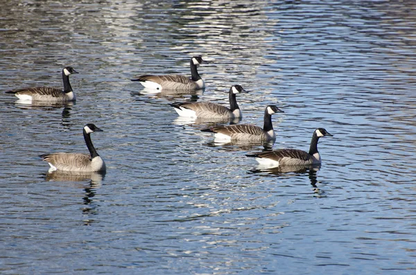 Seis gansos de Canadá nadando en el lago —  Fotos de Stock