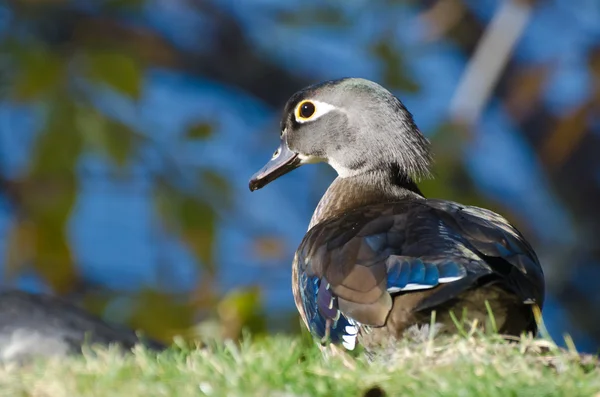 Canard de bois femelle — Photo