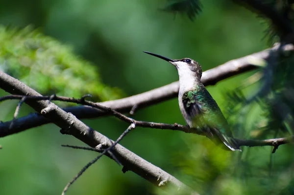 Kolibri sucht Ärger — Stockfoto