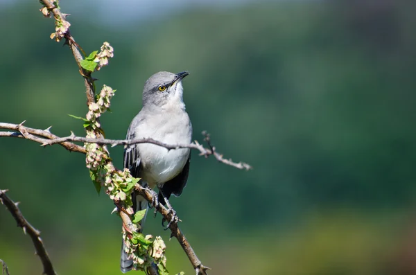 Βόρεια mockingbird σκαρφαλωμένο σε ένα δέντρο — Φωτογραφία Αρχείου