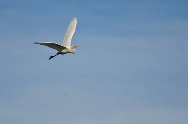 Great Egret Flying in Cloudy Sky — Stock Photo, Image