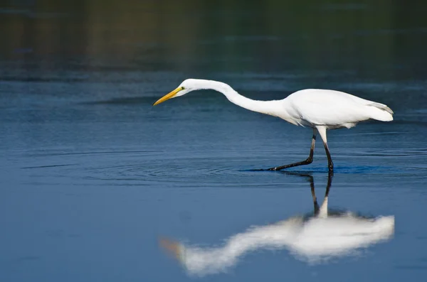 Grande Egret caccia di pesce in autunno — Foto Stock