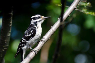 bir ağaca tünemiş kıllı ağaçkakan