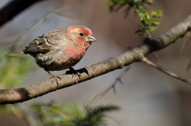 Finch Erkek Evi Bir şubeye tünemiş