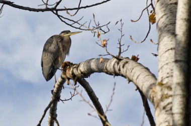 büyük mavi balıkçıl ağaca tünemiş