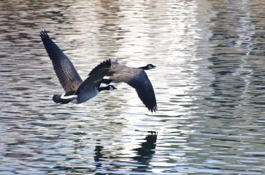 Kanada kazlar su üzerinde uçan