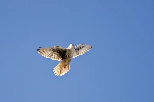 Prairie Falcon Voando em um céu azul — Fotografia de Stock