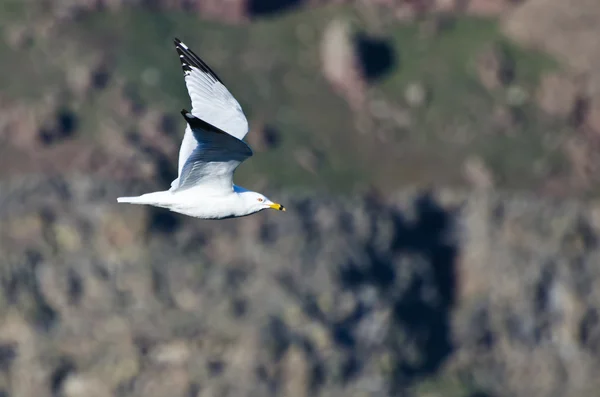 Gaviota de pico anular volando por el cañón — Foto de Stock