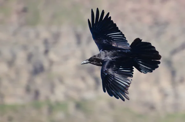 Черный рейвен, пролетающий через каньон — стоковое фото