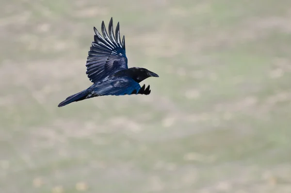 Zwarte raaf vliegen door de canyon — Stockfoto