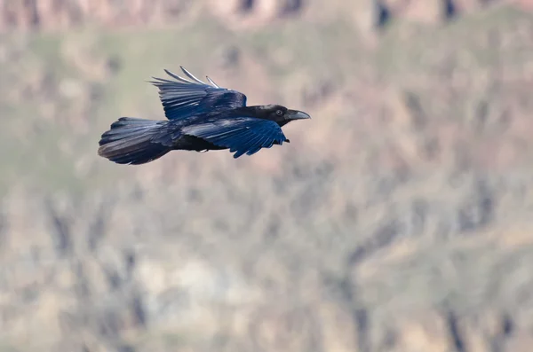 Corbeau noir volant à travers le canyon — Photo