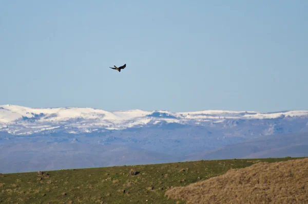 Prairie Falcon y montañas cubiertas de nieve — Foto de Stock