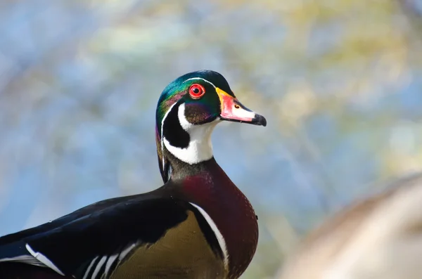 Male Wood Duck Profile — Stock Photo, Image