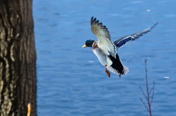 Pato Mallard Voando para o lago — Fotografia de Stock