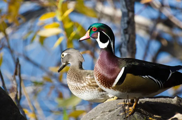 Para kaczek drewno i wychodzi na jezioro — Zdjęcie stockowe