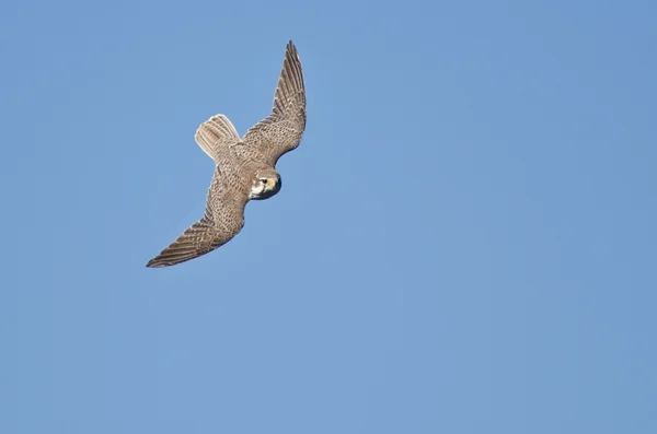 Prairie Falcon Hunting on the Wing — Stock Photo, Image