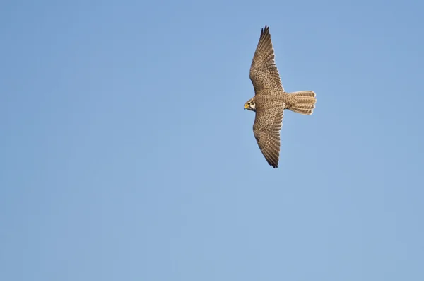 Prairie Falcon Caça na asa — Fotografia de Stock